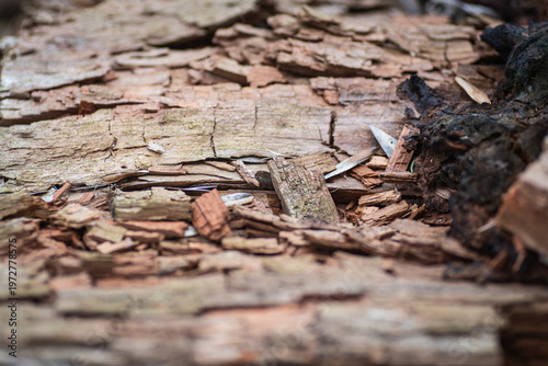 Close-up of cracked tree bark and small wooden particles in a natural setting with a softly blurred background.