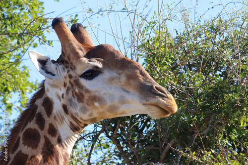 Giraffe / Giraffe / Giraffa camelopardalis