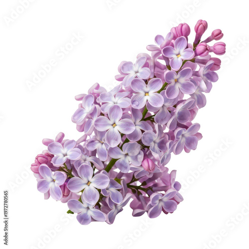 Purple lilac flowers on transparent background