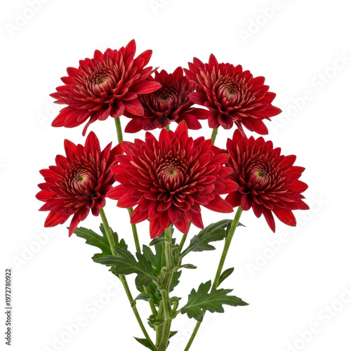 Red chrysanthemum flowers on transparent background