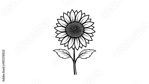 Obraz na płótnie Minimalist black line vector illustration of a blooming sunflower with a stem and leaves, hand-drawn outline icon on a white background for nature, summer, floral, and botanical design projects