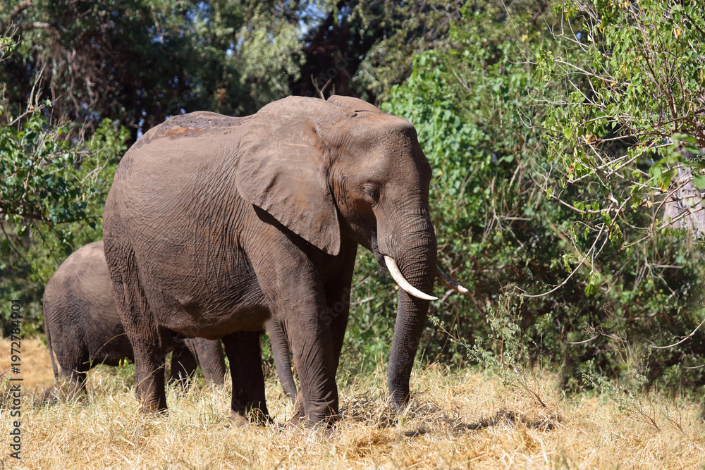 Fototapeta premium Afrikanischer Elefant / African elephant / Loxodonta africana