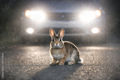 A rabbit frozen in car headlights, symbolizing panic, hesitation, fear, and the inability to act under pressure.