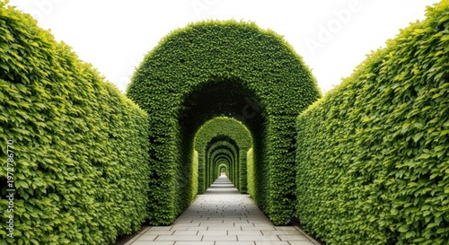Enchanting Green Tunnel - A Serene Pathway Through Natures Embrace.