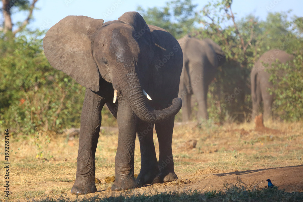 Fototapeta premium Afrikanischer Elefant / African elephant / Loxodonta africana