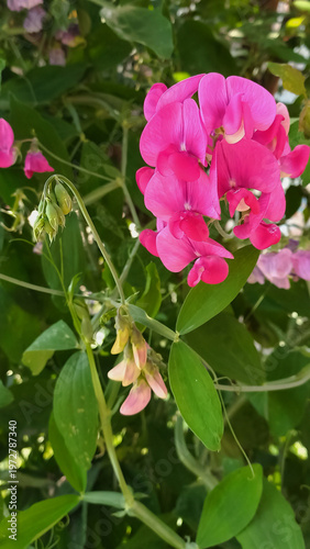 A vertical photograph of flowering pea plants with vibrant pink and purple blossoms, surrounded by lush green leaves, showcasing the essence of nature and agriculture.
