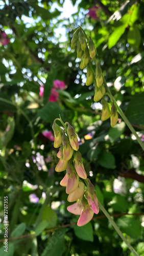 A vertical photograph of flowering pea plants with vibrant pink and purple blossoms, surrounded by lush green leaves, showcasing the essence of nature and agriculture.