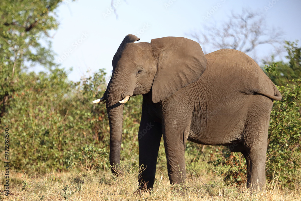 Fototapeta premium Afrikanischer Elefant / African elephant / Loxodonta africana