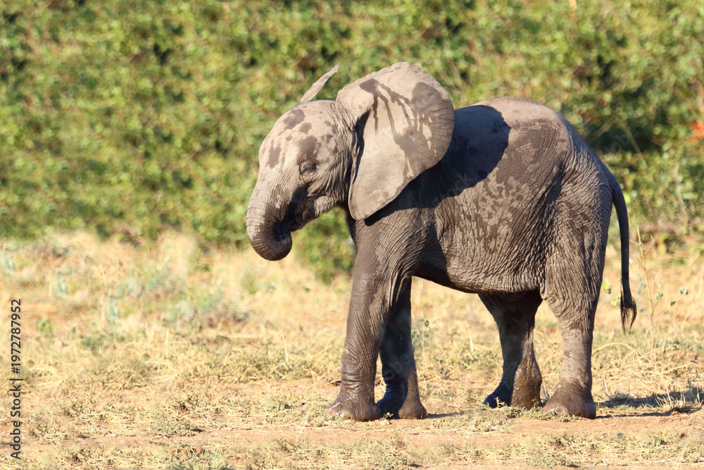 Obraz premium Afrikanischer Elefant / African elephant / Loxodonta africana