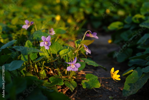 Viola odorata (violets) next to vicaria verna (lesser celandine) flowers in the sunlight in spring