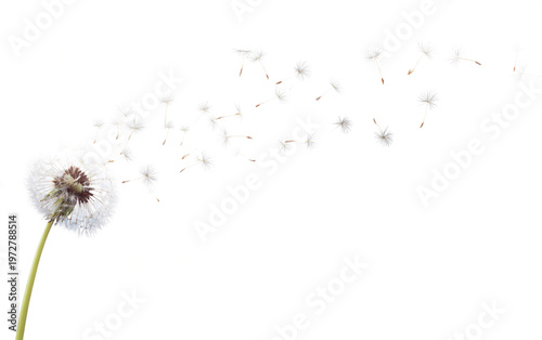 Delicate dandelion head releasing fluffy seeds carried away by an unseen artistic breeze creating glowing trails 