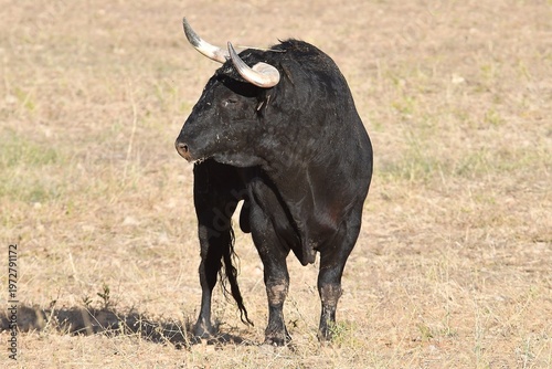 cape buffalo bull