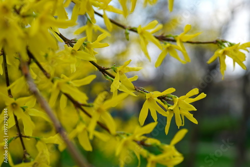 Closeup of forsythia twigs with yellow blossoms in spring