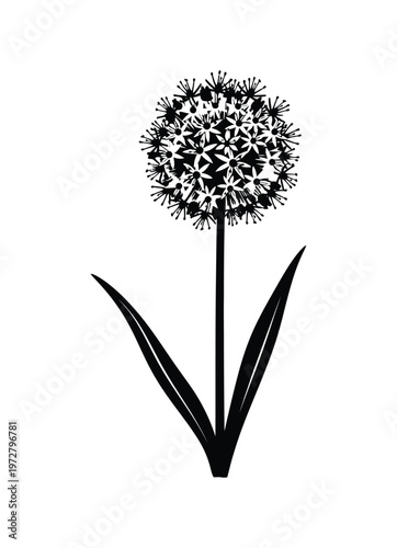 Vector of a single dandelion with a spherical flower head and two long green leaves