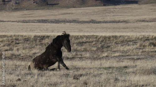 Wild Horse in the Utah Desert in Springtime