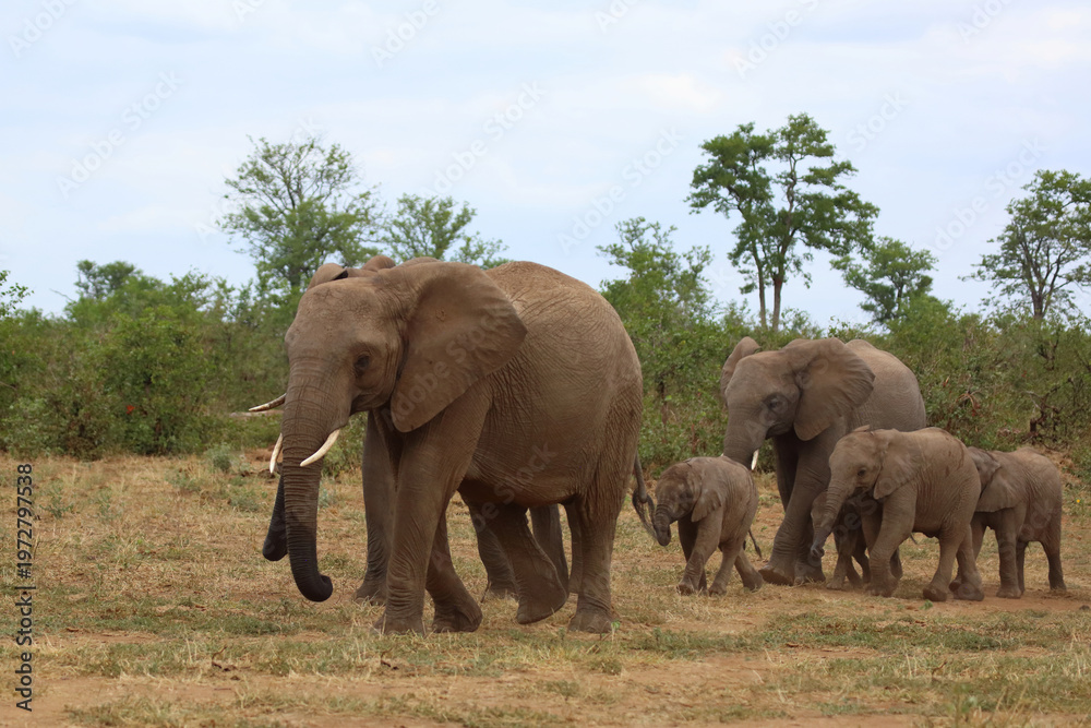 Obraz premium Afrikanischer Elefant / African elephant / Loxodonta africana