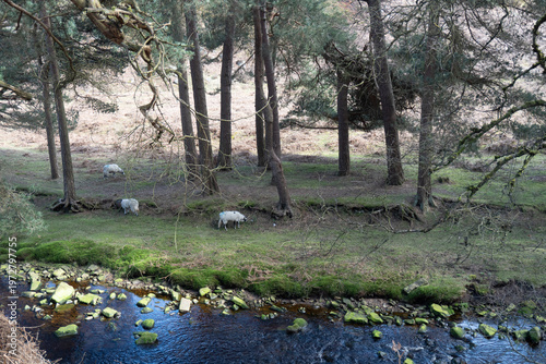 Εκτύπωση καμβά sheeps on the river
