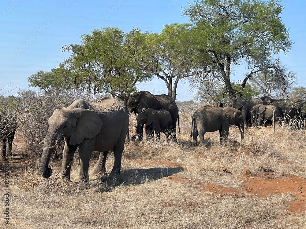 Fototapeta premium Elephants at Kruger National Park, South Africa