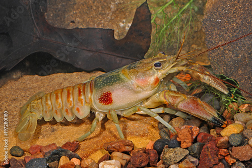 Photos Rusty crayfish, Faxonius rusticus
