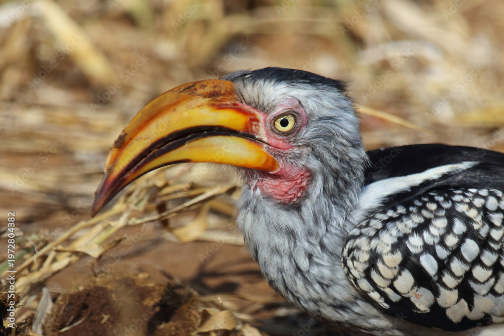 Fototapeta premium Rotringtoko oder Südlicher Gelbschnabeltoko / Southern yellow-billed hornbill / Tockus leucomelas