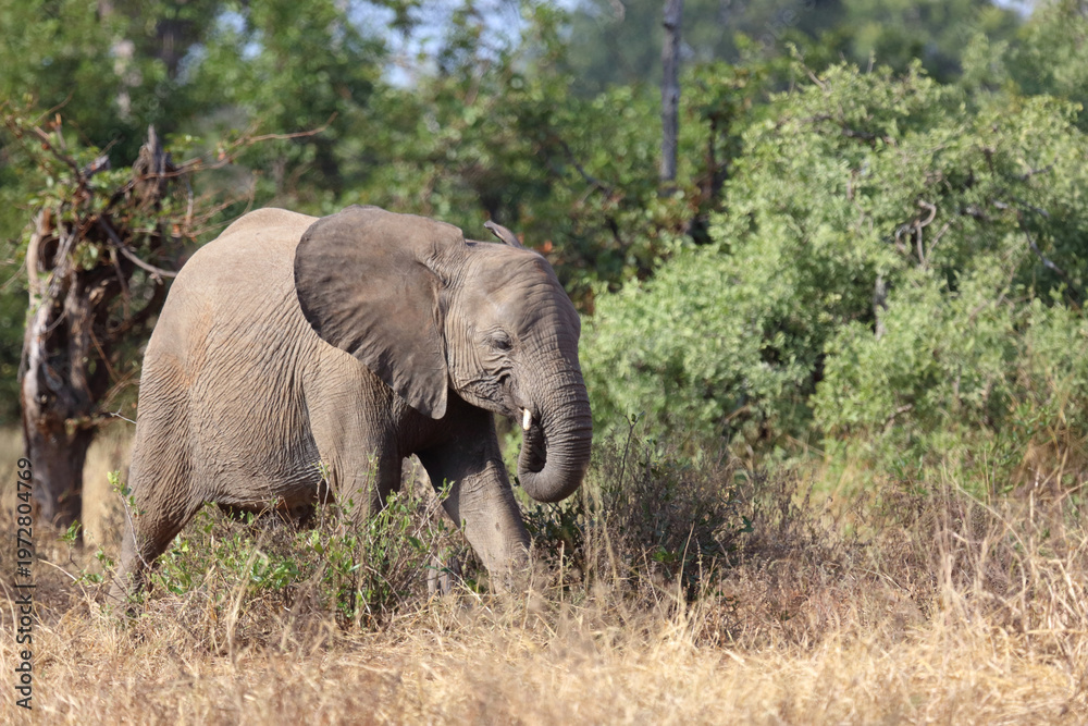 Obraz premium Afrikanischer Elefant / African elephant / Loxodonta africana