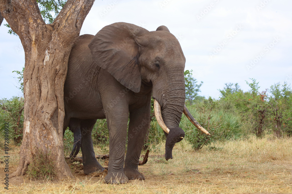 Fototapeta premium Afrikanischer Elefant / African elephant / Loxodonta africana