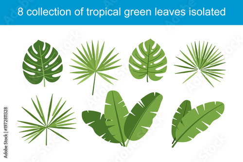Vector set of green cannabis and palm leaves with tree illustrations for nature design