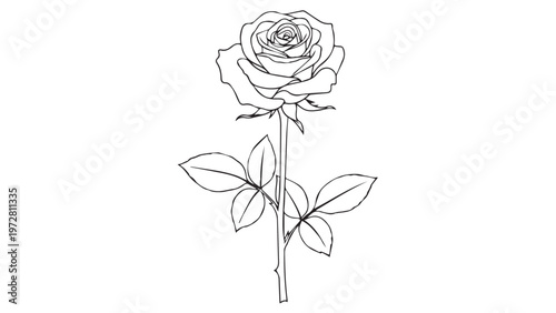 Red rose on white background with single blossom and green leaf