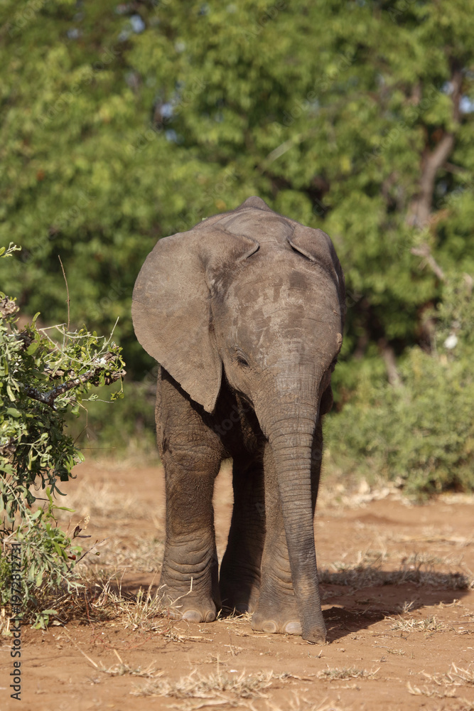Fototapeta premium Afrikanischer Elefant / African elephant / Loxodonta africana