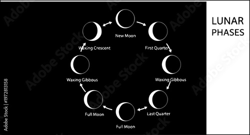 Lunar phases cycle illustration black white minimalist moon chart astronomy educational poster design
