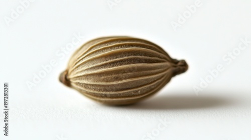 Extreme Macro Shot of a Single Coriander Seed