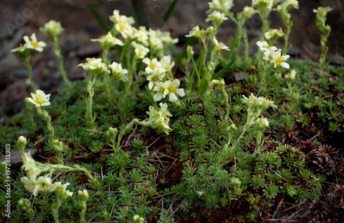 Saxifragaceae is a family of herbaceous perennial flowering plants