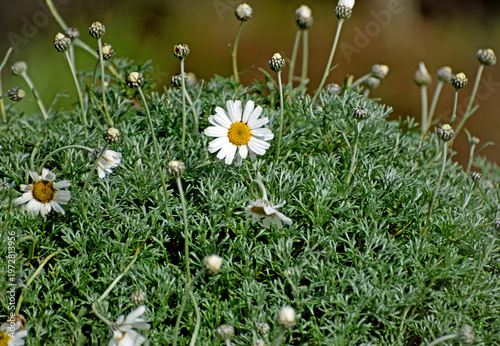 Dog daisy flowers It has dainty white flowers with golden centres bloom in the garden