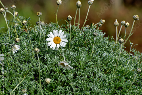 Dog daisy flowers It has dainty white flowers with golden centres bloom in the garden
