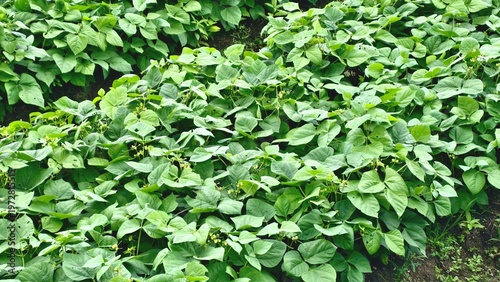 Foto Close-up view of lush green bean plants growing in a field, showcasing healthy f
