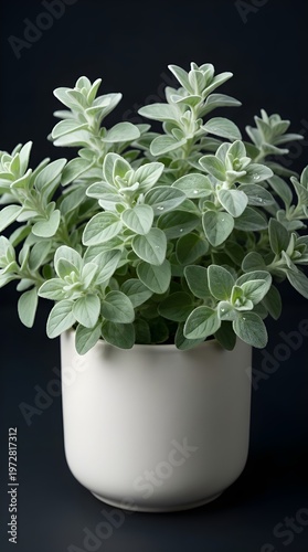 Soft Marjoram Plant in Matte Vessel Displays Fuzzy Pale Sage Leaves with Gentle Diffused Light