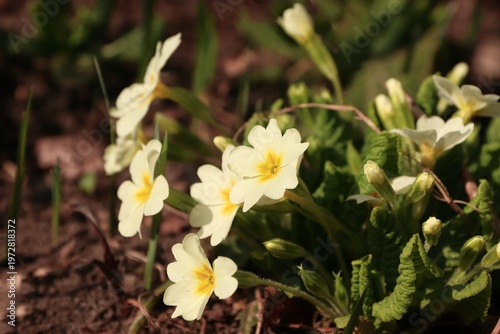 Photography A clump of yellow primroses in a spring garden; Primula vulgaris in bloom with b