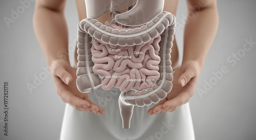 Anatomical diagram of the human digestive system with labeled sections
