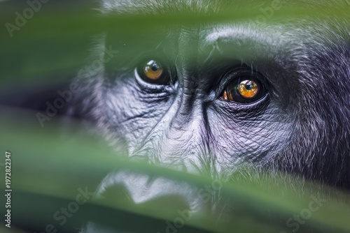 Close-up of a gorilla's face peering through green foliage, revealing intense eyes