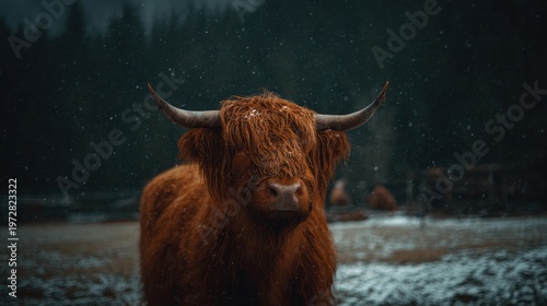 A Highland cattle with long, shaggy hair stands in a wintery, snowy field