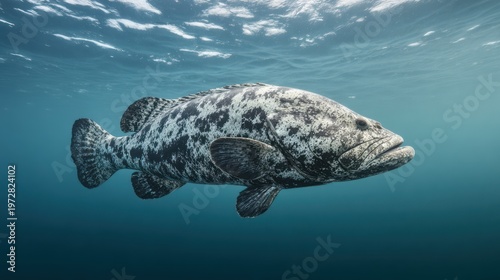 A large, mottled fish swims gracefully in clear blue water, viewed underwater