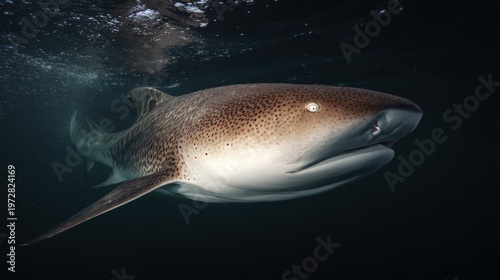Underwater shot of a majestic shark with patterned skin swimming through dark waters