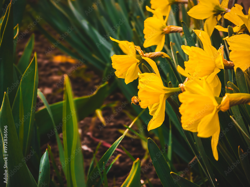 Fototapeta premium Close-up of bright yellow daffodils blooming in a green spring meadow with warm sunlight in the background. Spring awakening.