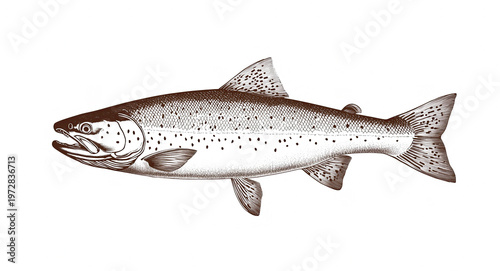 Fish sketch salmon trout. Vintage retro print, black white salmon trout fish sketch ink pencil style drawing, linear drawing, engrave old school. Sketch artwork salmon trout fish. Illustration