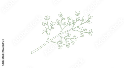 Detailed illustration of a plant branch.