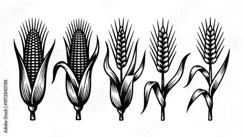 Vintage engraved corn cobs and wheat grains. rustic farm harvest drawing for agricultural food design with whole grain with design element