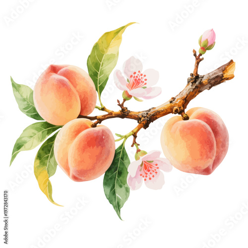 A charming watercolor illustration of peach branch featuring ripe juicy peaches with blossoms and green leaves illustrated in a natural botanical fruit style.