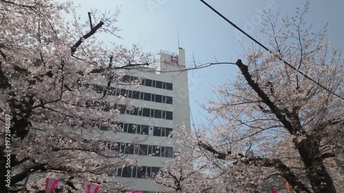 Wallpaper Mural 都会のビル群と満開の桜 東京のオフィス街の春 街角の風景 ビジネス街の桜 Torontodigital.ca