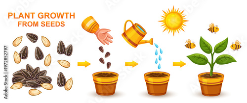 Garden plant growth stage, sunflower herb seeding planting, seed sowing in ground. Houseplant growing development life cycle. Agriculture green seedling cultivation. Grain germination in soil. Vector