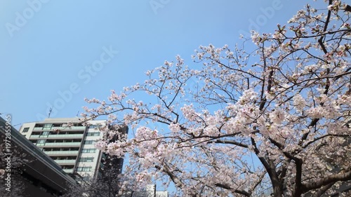 Wallpaper Mural 都会のビル群と満開の桜 東京のオフィス街の春 街角の風景 ビジネス街の桜 Torontodigital.ca